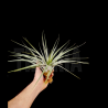 Tillandsia fasciculata M