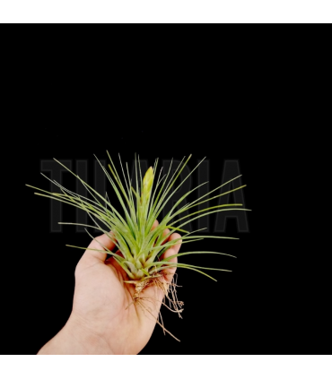 Tillandsia tricolor