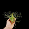 Tillandsia tricolor