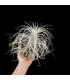 Tillandsia tectorum 'long form' M
