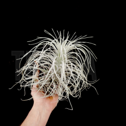 Tillandsia tectorum 'long form' XL