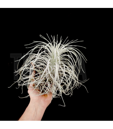Tillandsia tectorum 'long form' M