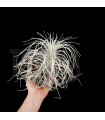 Tillandsia tectorum 'long form' XL