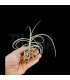 Tillandsia 'Wonga'