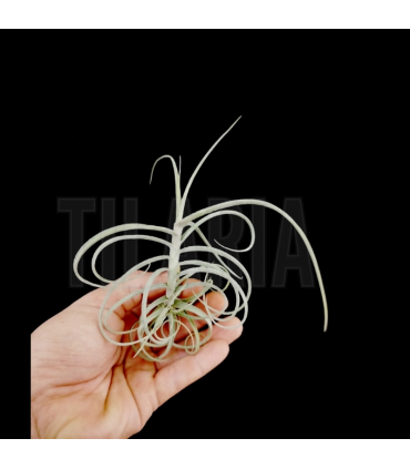 Tillandsia 'Wonga'