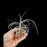 Tillandsia 'Wonga'