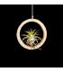 Bamboo ring + Tillandsia ionantha