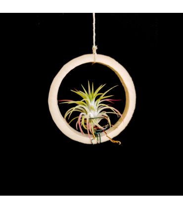 Bamboo ring + Tillandsia ionantha