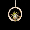 Bamboo ring + Tillandsia ionantha