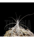 Tillandsia caerulea x straminea