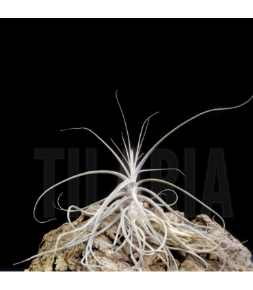 Tillandsia caerulea x straminea