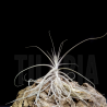 Tillandsia caerulea x straminea