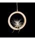 Bamboo ring + Tillandsia tectorum (S)