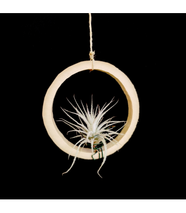Bamboo ring + Tillandsia tectorum (S)