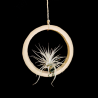 Bamboo ring + Tillandsia tectorum (S)