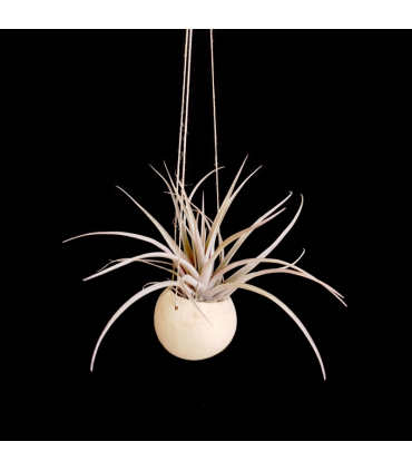 Canon ball hanger + Tillandsia capitata peach