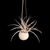 Canon ball hanger + Tillandsia capitata peach