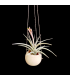 Canon Ball hanger + Tillandsia jucunda