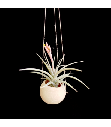 Canon Ball hanger + Tillandsia jucunda