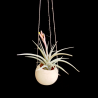 Canon Ball hanger + Tillandsia jucunda