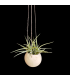 Canon Ball hanger + Tillandsia aeranthos