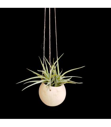 Canon Ball hanger + Tillandsia aeranthos