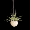 Canon Ball hanger + Tillandsia aeranthos