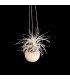 Canon Ball hanger + Tillandsia tectorum (M)
