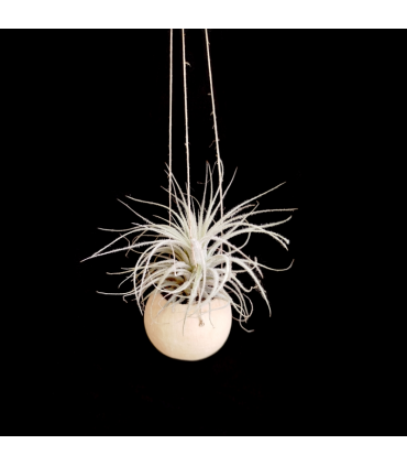 Canon Ball hanger + Tillandsia tectorum (M)