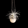 Canon Ball hanger + Tillandsia tectorum (M)