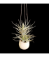 Canon Ball hanger + Tillandsia bergeri x tenuifolia