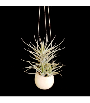 Canon Ball hanger + Tillandsia bergeri x tenuifolia