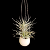 Canon Ball hanger + Tillandsia bergeri x tenuifolia