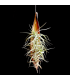 Palm pod hanger + Tillandsia bergeri caulescent L