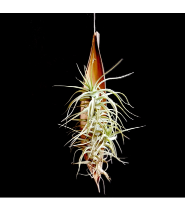 Palm pod hanger + Tillandsia bergeri caulescent L