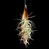 Palm pod hanger + Tillandsia bergeri caulescent L