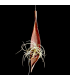 Palm pod hanger + Tillandsia caliginosa (L)