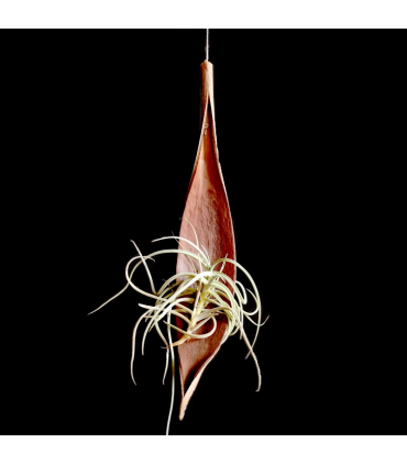 Palm pod hanger + Tillandsia caliginosa (L)
