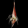 Palm pod hanger + Tillandsia caliginosa (L)