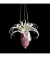 Cacao hanger + Tillandsia
