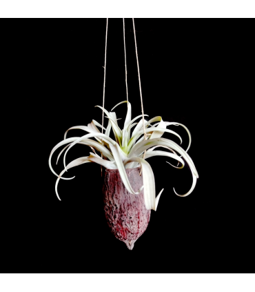 Cacao hanger + Tillandsia