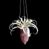 Cacao hanger + Tillandsia capitata 'Yellow Star' (L)