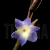 Tillandsia caerulea x straminea