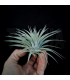 Tillandsia espinosae