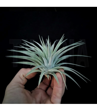 Tillandsia espinosae