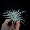 Tillandsia espinosae