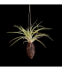 Cacao hanger + Tillandsia