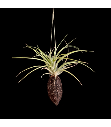 Cacao hanger + Tillandsia