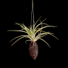 Cacao hanger + Tillandsia capitata 'Yellow Star' (L)