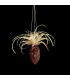 Cacao hanger + Tillandsia